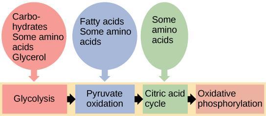 Glycogen, fats, and proteins