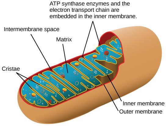 Oxidative phosphorylation chemiosmosis in the cell for ATP production In eukaryotes, oxidative