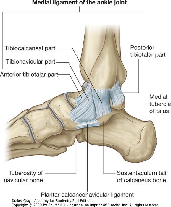 Talotarsal joint (lower ankle joint): talocalcaneonavicular joint and subtalar joint Plantar