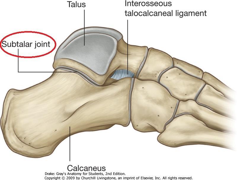 Talotarsal joint: talocalcaneonavicular joint and subtalar joint Bony surfaces: