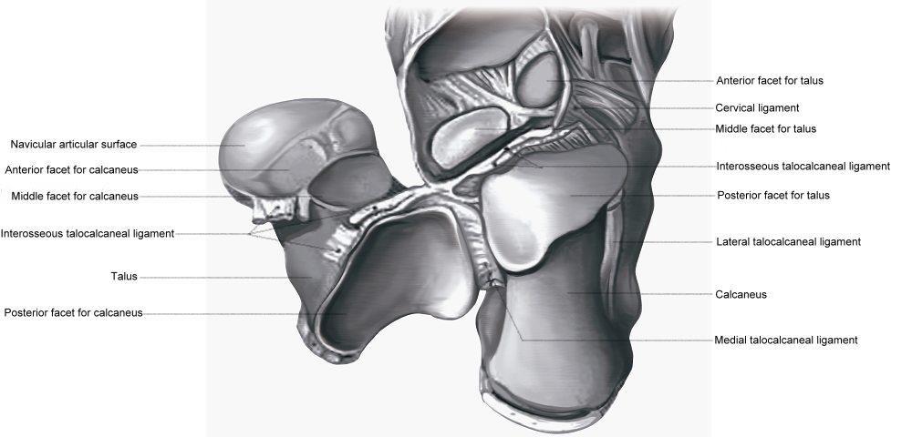 Talotarsal joint: talocalcaneonavicular joint and subtalar joint Lateral and