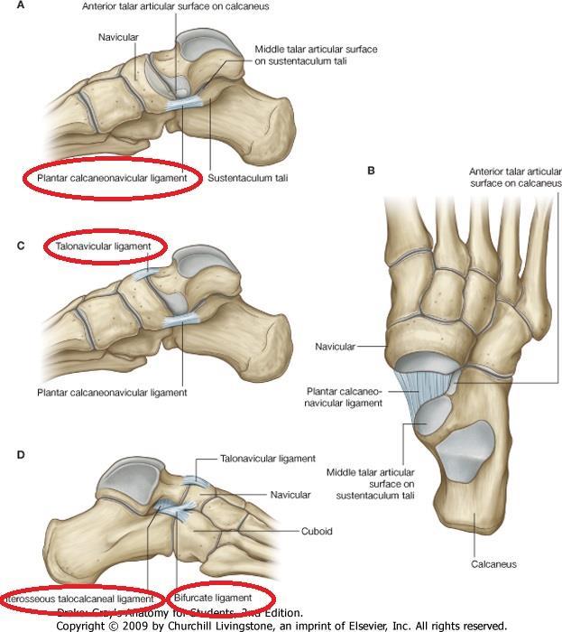 Talotarsal joint - ligaments and movements PADS :