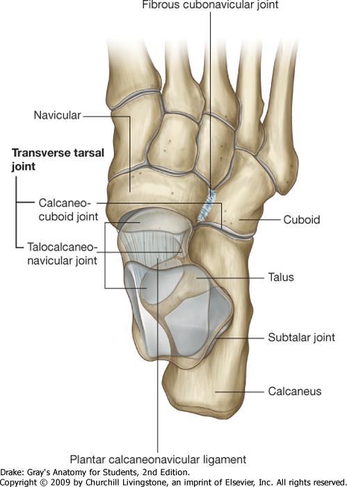 Transverse tarsal (Chopart s) joint: talocalcaneonavicular joint and calcaneocuboid joint Type: amphyarthrosis.