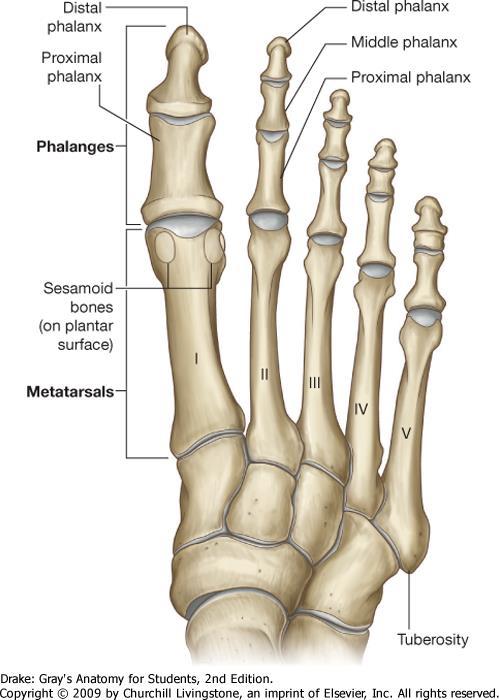 Intertarsal joints: Amphyarthroses. Tarsometatarsal (Lisfranc s) joints: Amphyarthrosis. Lisfranc s amputation.