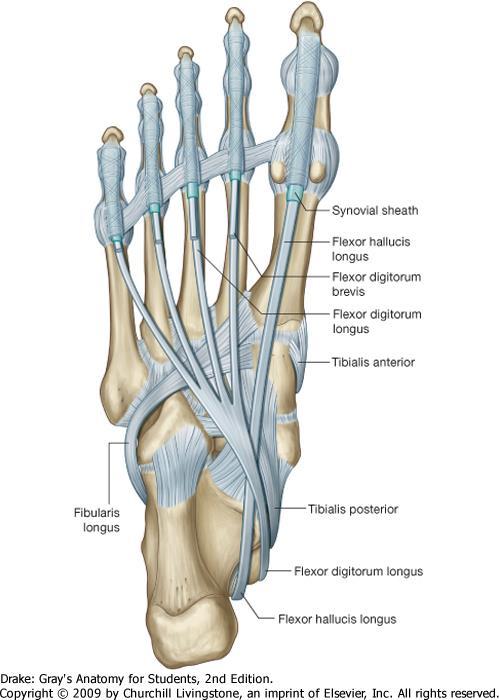 Arches of the foot - muscles Tibialis ant. + post.
