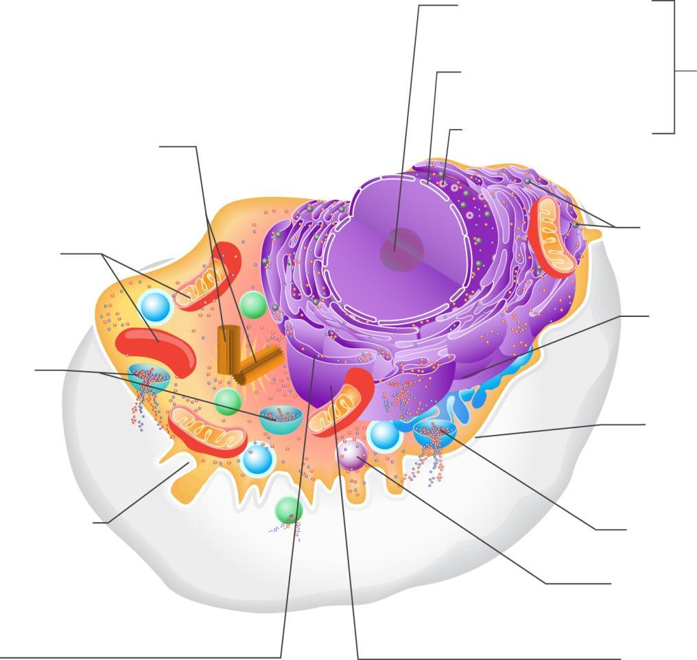 b) Label the following diagram with each of the organelles listed below and complete the table describing the structure and function of the cell organelles listed: (LO1b,c) Lysosome, Vesicle, Rough