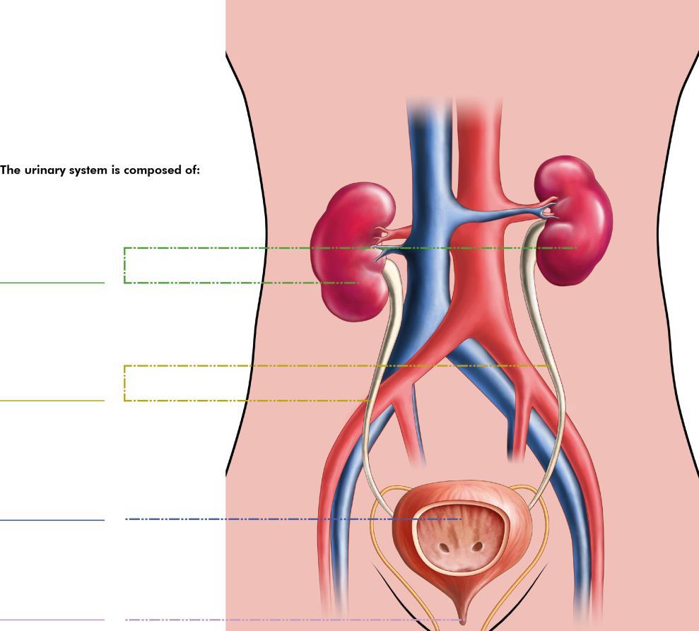 USP41- LO12 Know the structure and functions of the urinary system a) Label the components within the structure of the urinary