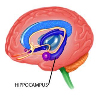 THC attaches to receptors in the