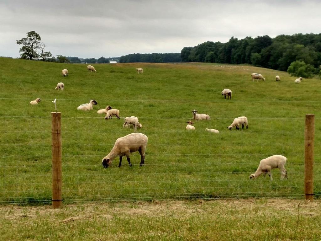 Feeding Ewe Lambs for Maximum