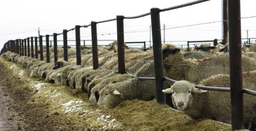 Implications Long-stemmed hay drastically reduces digestible energy intake, and energy available, as the animal expends energy