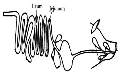 Small Intestine The middle part of the Small Intestine is called the JEJUNUM.