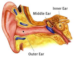 How Your Ears Work Our ears are an incredibly complex and efficient system.