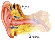Outer Ear: Pinna collects sound. Ear Canal produces wax (cerumen) which traps debris.