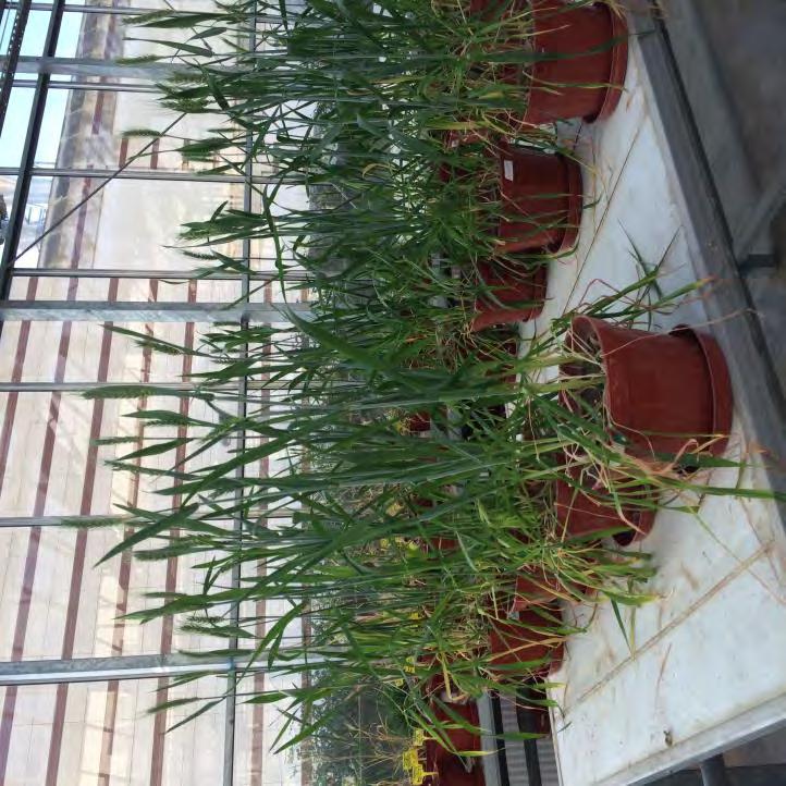 T3 Wheat grain Zn or Mg conc. after Zn or Mgcontaining foliar spray sol.