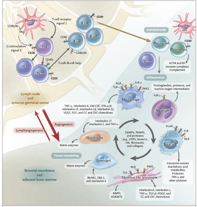Immune Processes