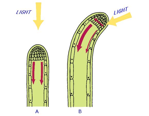 The auxin diffuses away from the stimulus. It affects the growth of cells in different ways. In the shoots: o It causes increased cell growth o This causes the shoot to curve towards the stimulus.