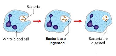 The immune system The body has different ways of protecting itself against pathogens. White blood cells defend our internal environment from pathogens These form part of our immune system.