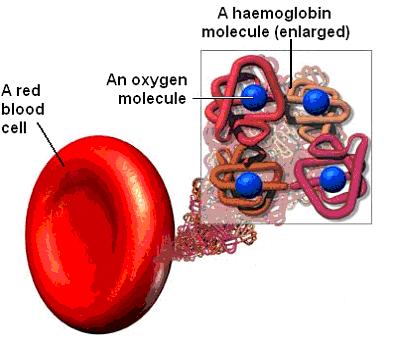 Blood cells: White blood cells involved in the immune system (covered in Unit 1). Platelets fragments of cells; involved in blood clotting.
