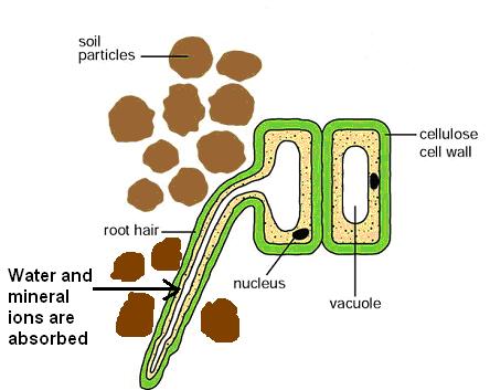 Absorption of water by roots The surface area of the roots is increased by root hairs.