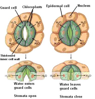 The size of stomata is controlled by guard cells, which surround them.