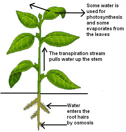 Transpiration The process by which plants lose water vapour from the surface of their leaves.