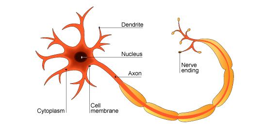 Nerves and Hormones Summary The nervous system and hormones enable us to respond to external changes. They also help us to control conditions inside our bodies.