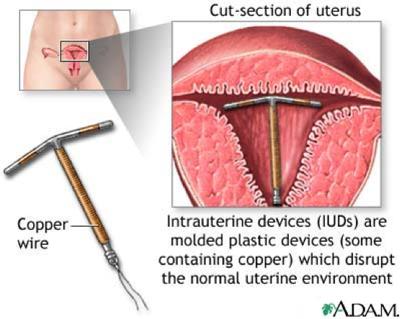 Physician in the uterus Contains hormones that