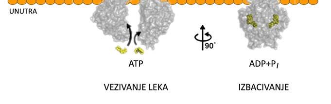 Promene u ekspresiji mdr1, kao što je amplifikacija fragmenta genoma koji sadrži ovaj gen, stabilizacija i povišen nivo sinteze mdr1 irnk, ali i promene u obradi samog P glikoproteina ili uticaj P gp