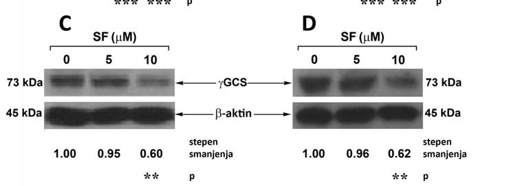 Nivo ekspresije gst π irnk je određen RT PCR tehnikom u uzorcima rezistentnih ćelija NCI H460/R (A) i U87 TxR (B).