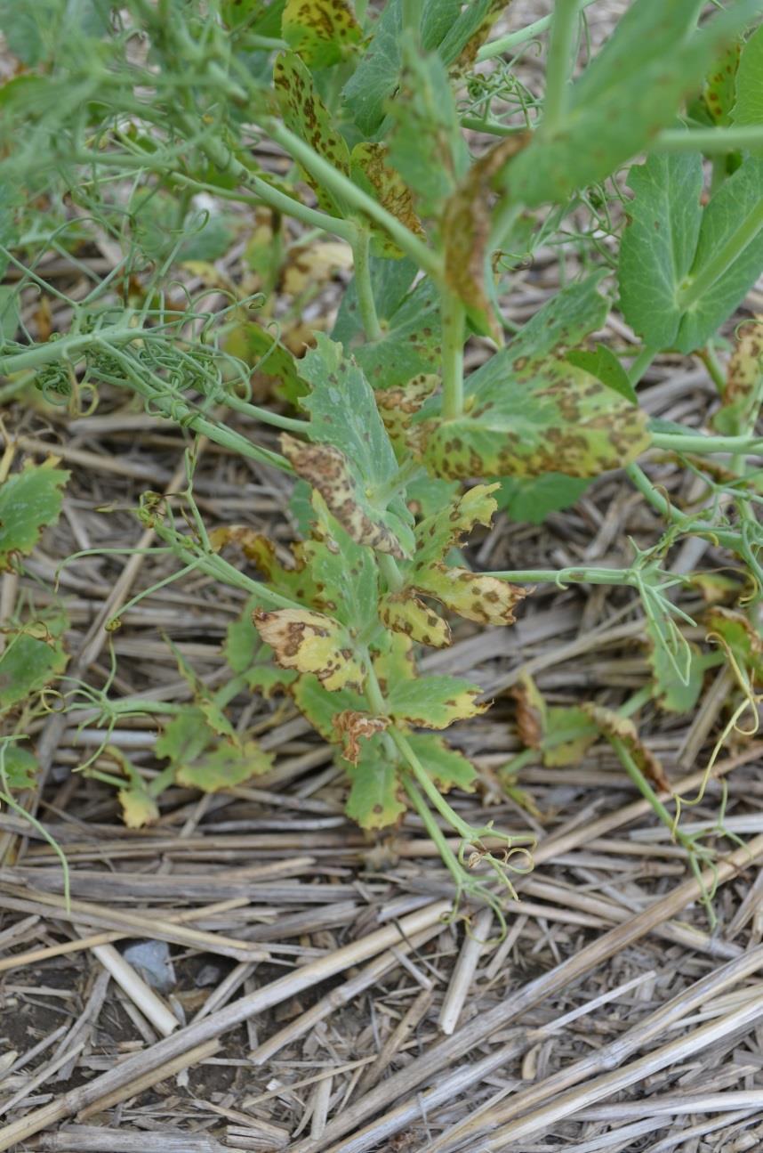 Foliar diseases of field pea Bacterial blight was unusually common in 2017 Symptoms were shocking in early season, but no effect