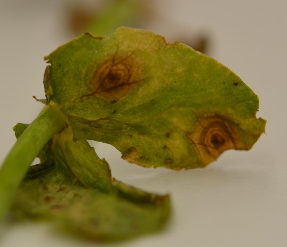 Bacterial blight: Angular leaf lesions