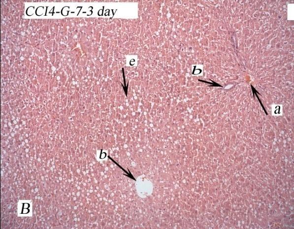 control 1 Figure 3: Gurgum 7 s impact on experimental animal liver damage by serum level of ALP Figure 4: CCI4 induced liver