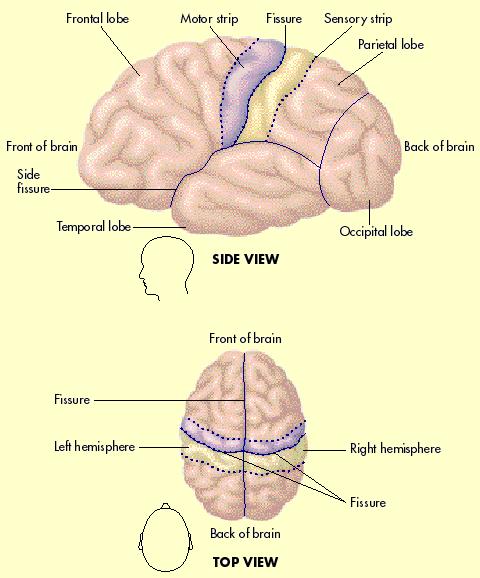 Cerebral Cortex The cerebral cortex is a thin surface layer on the cerebrum.