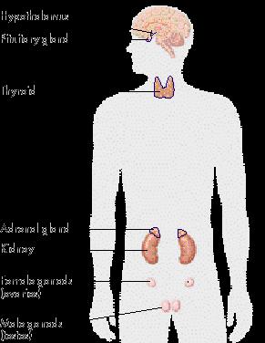 VI. The Endocrine System Pituitary gland Thyroid Creepy hermaphroditic