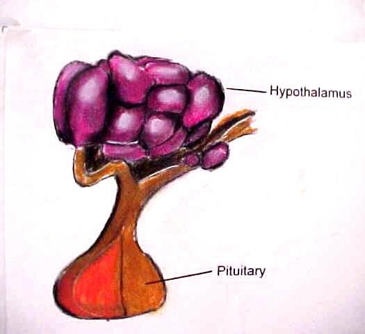 The Pituitary Gland Controlled by and located under hypothalamus Master gland does