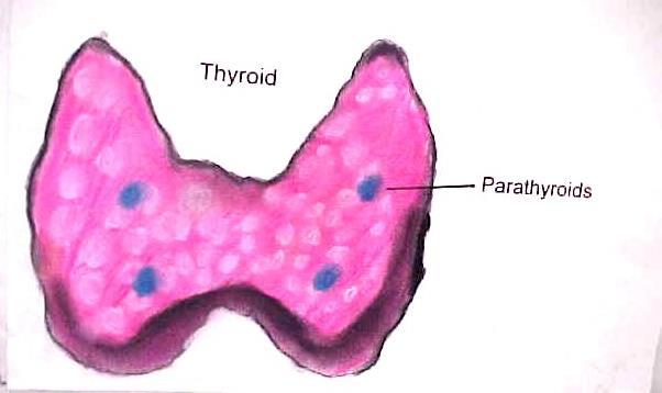 The Thyroid Gland Largest gland Located by trachea and larynx Regulates
