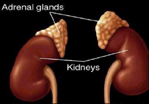 The Adrenal Gland Located on top of each kidney Secrete adrenaline (epinephrine) into bloodstream Fight/flight response Also secrete hormones related to salt balance, and use of fat, carbs, &