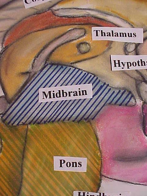 The Midbrain Located just above the pons Function: relays sensory information Reticular
