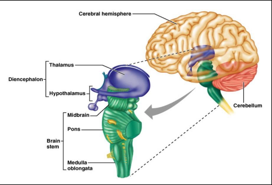 BRAIN STEM Thalamus Hypothalamus