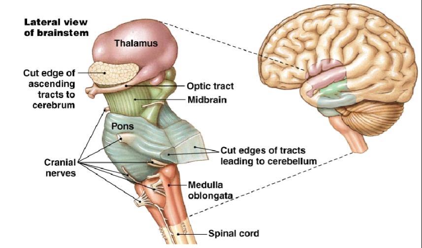 Cerebellum - balance, coordination 5. Midbrain visual reflexes, eye movements 6.