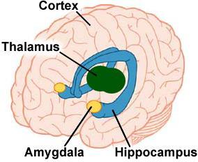 9. HIPPOCAMPUS Memory is controlled by the HIPPOCAMPUS ( sea