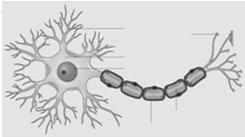 The Synapse Gap between axon terminal and dendrite The Synapse Anatomy