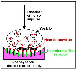 Synapses Sensory cells located at the periphery of the body, initiate and conduct signals to the brain and provide various sensory inputs such as vision, hearing, posture, and so on.