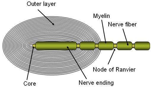1. Development of a receptor voltage, which is the graded response of the receptor to the stimulus. It is the initial electric event in the receptor. 2.