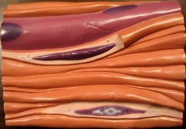 14. Examine the model of smooth muscle. Here again, note the spindle shapes of the cells and how this allows them to pack tightly together.