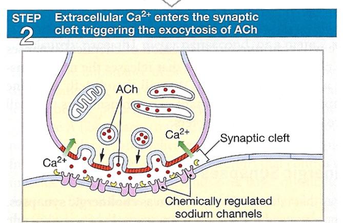 Step 2 Calcium ions enter the cytoplasm of the synaptic