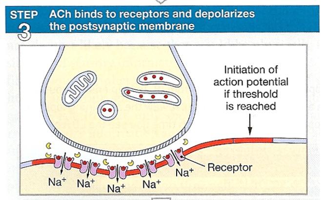 Step 3 - Ach diffuses across the synaptic cleft and binds to receptors on the postsynaptic membrane Sodium channels on the postsynaptic