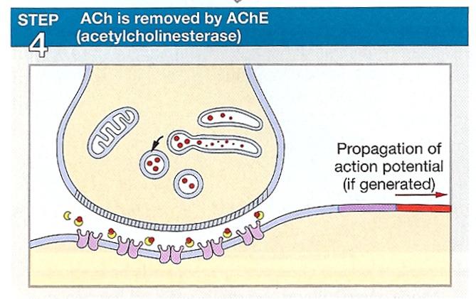 Step 4 The depolarization ends as Ach is broken down into acetate and choline by AchE