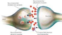 Exocytosis Neurotransmitter release is a form of exocytosis.