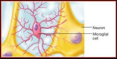 Types of Neuroglia Microglia Found throughout the CNS Digest
